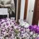 Makna Mendalam di Balik Bunga Anggrek Prabowo Subianto untuk Megawati Soekarnoputri